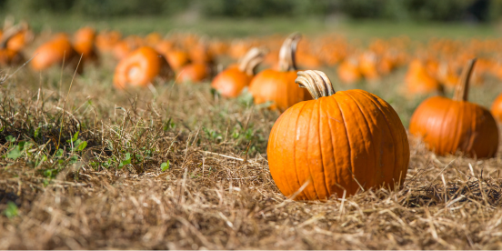 Hire temp labour for pumkin patch work