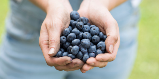 Blueberries are one of the main crops processed by BC's food production plants