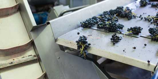 Grapes on a food production line